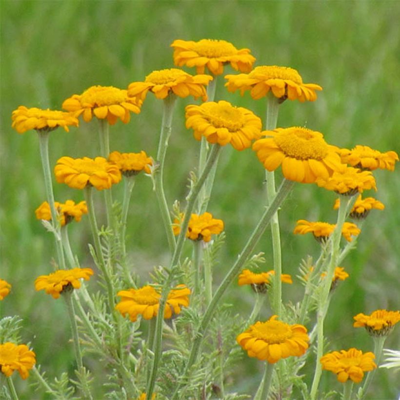 Anthemis sancti-johannis - Manzanilla de San Juan (Floración)