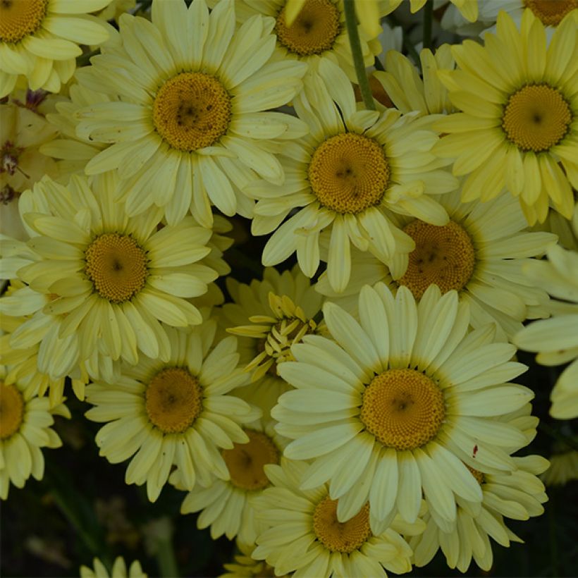 Anthemis tinctoria Wargrave Variety - Camomila amarilla (Floración)