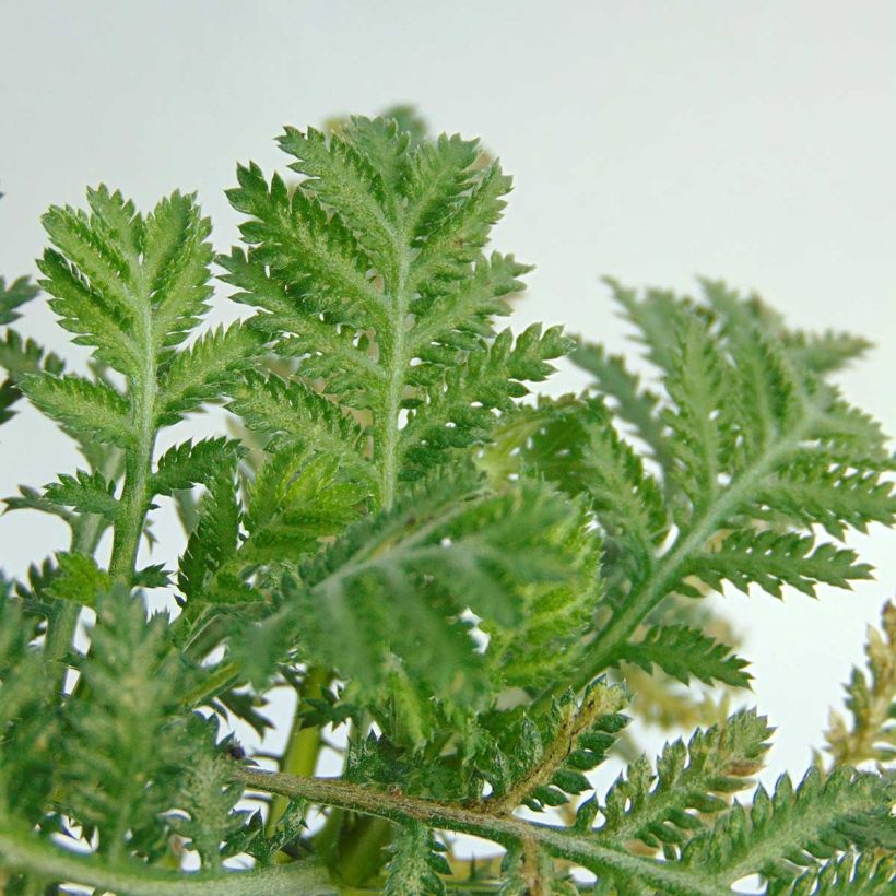 Anthemis tinctoria Wargrave Variety - Camomila amarilla (Follaje)