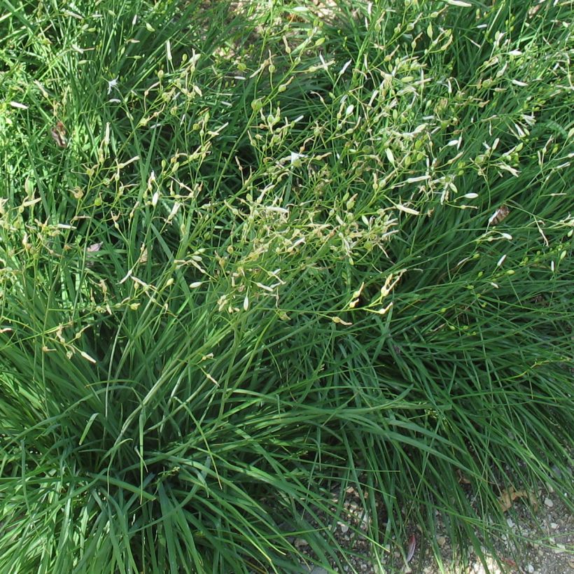 Anthericum ramosum - Lirio de san Bernardo (Follaje)