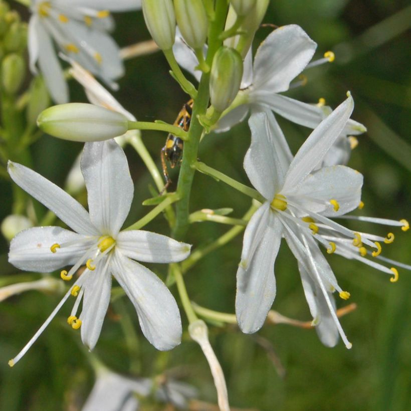 Anthericum ramosum - Lirio de san Bernardo (Floración)