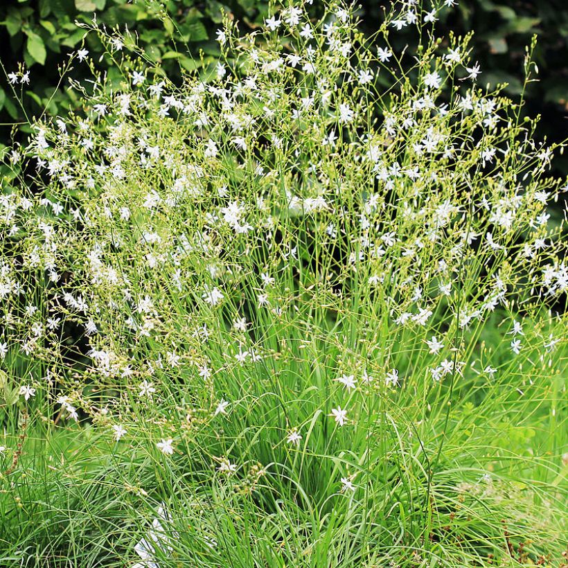 Anthericum ramosum - Lirio de san Bernardo (Porte)