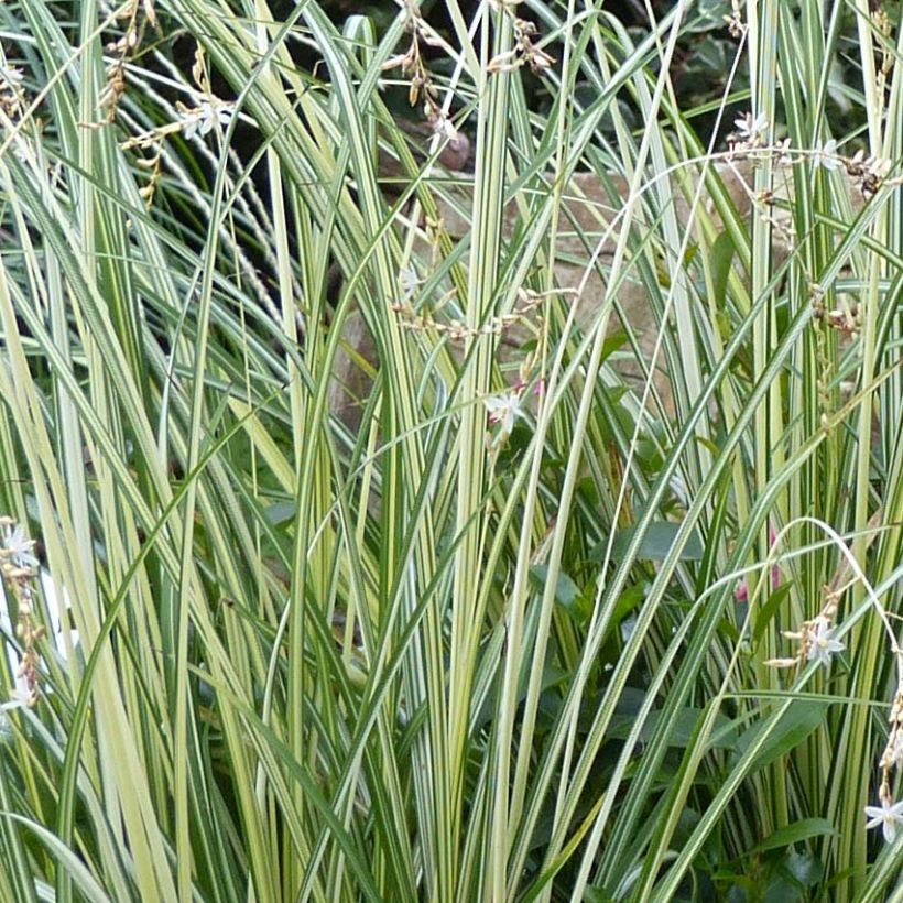 Anthericum saundersiae Starlight (Follaje)