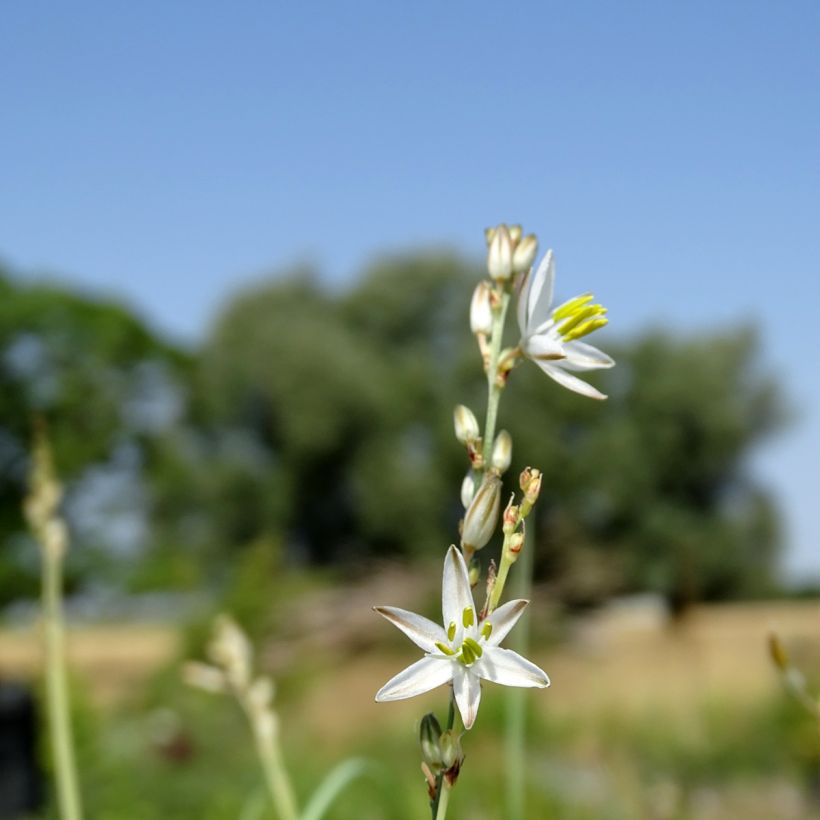 Anthericum saundersiae Starlight (Floración)