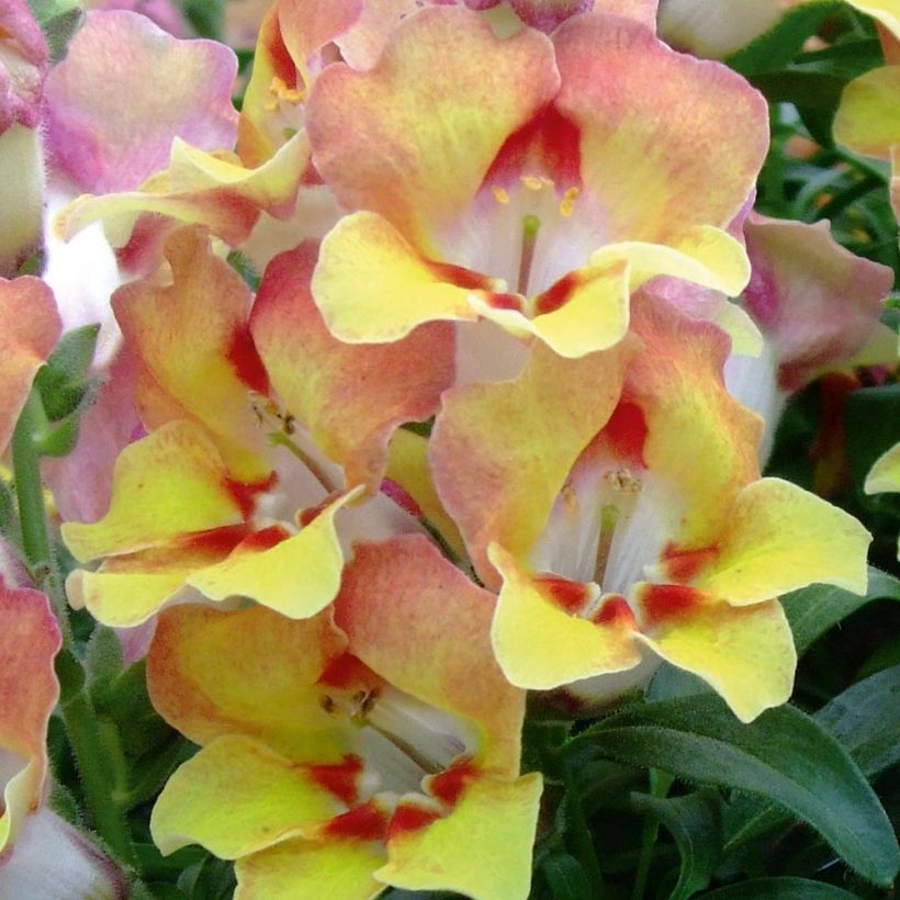 Antirrhinum Fruit Salad Up Apricot (Floración)