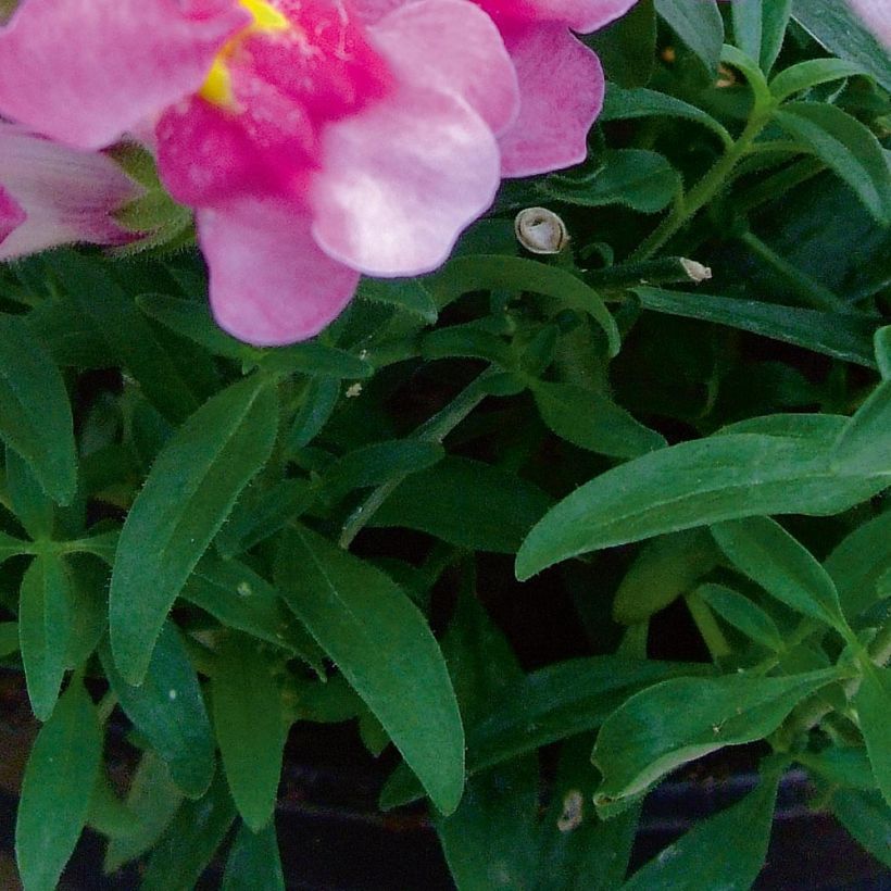 Antirrhinum Fruit Salad Up Purple (Follaje)