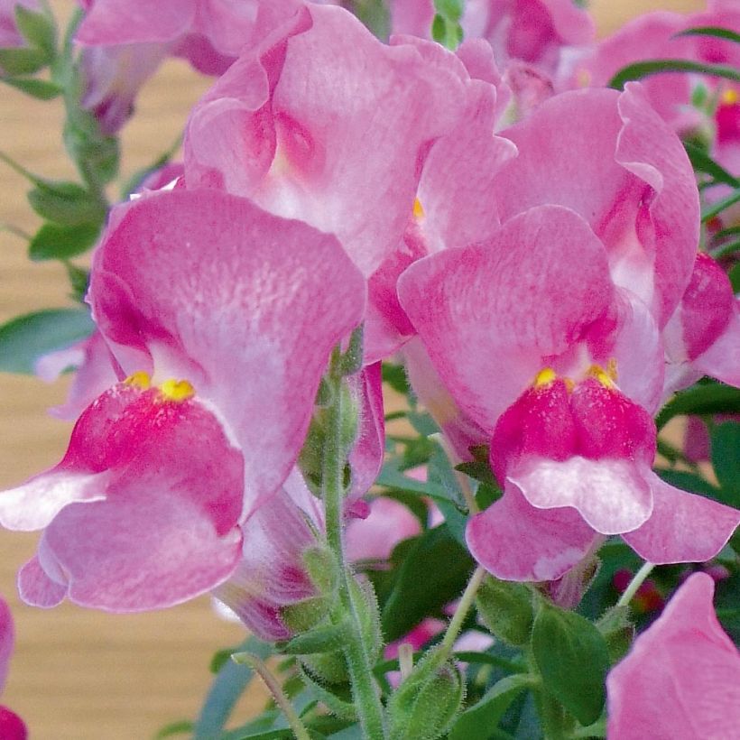 Antirrhinum Fruit Salad Up Purple (Floración)