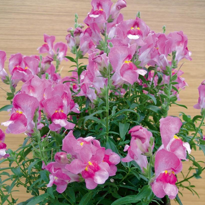 Antirrhinum Fruit Salad Up Purple (Porte)