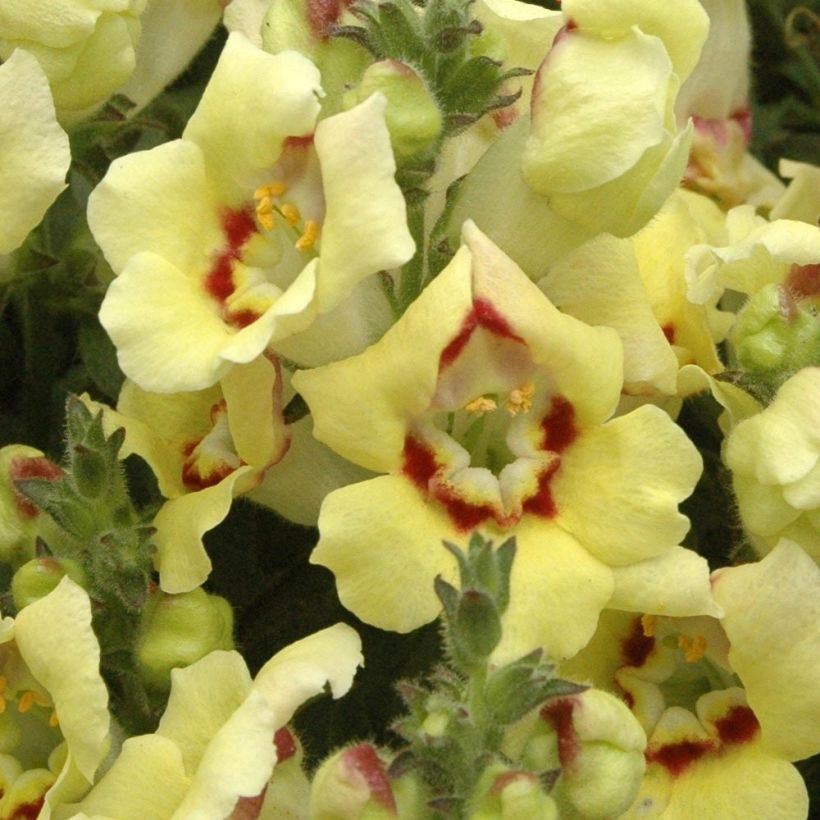 Antirrhinum Fruit Salad Up Yellow (Floración)