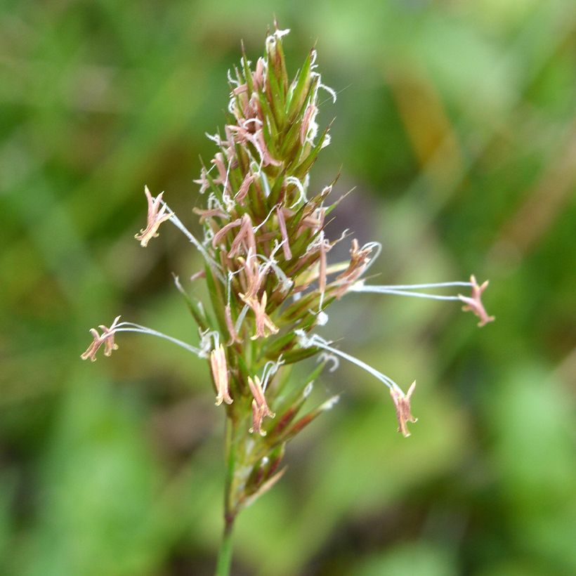 Anthoxanthum odoratum - Hierba araña (Floración)