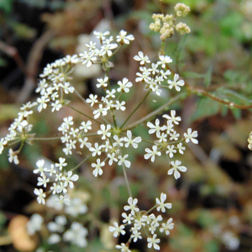 Perifollo verde Ravenswing - Anthriscus sylvestris (Floración)