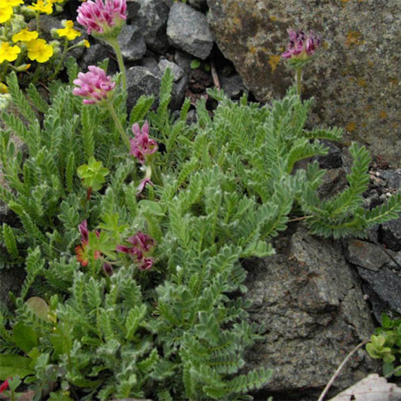 Anthyllis montana Rubra (Follaje)