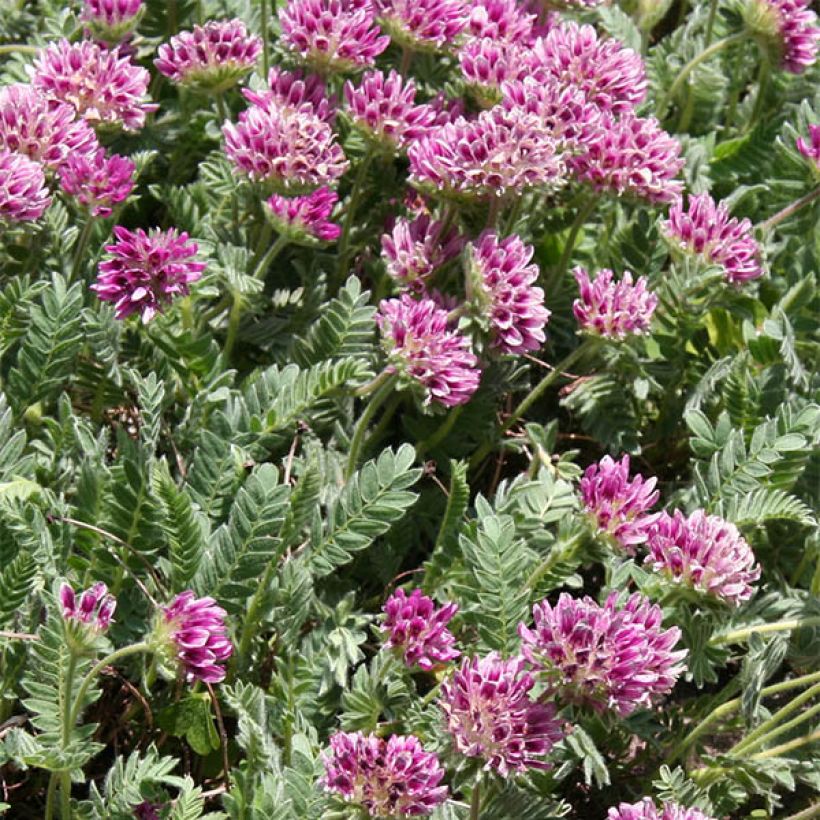 Anthyllis montana Rubra (Floración)