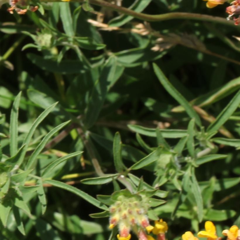 Anthyllis vulneraria - Vulneraria (Follaje)