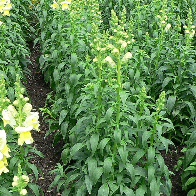 Antirrhinum braun-blanquetii - Boca de dragón palida (Follaje)