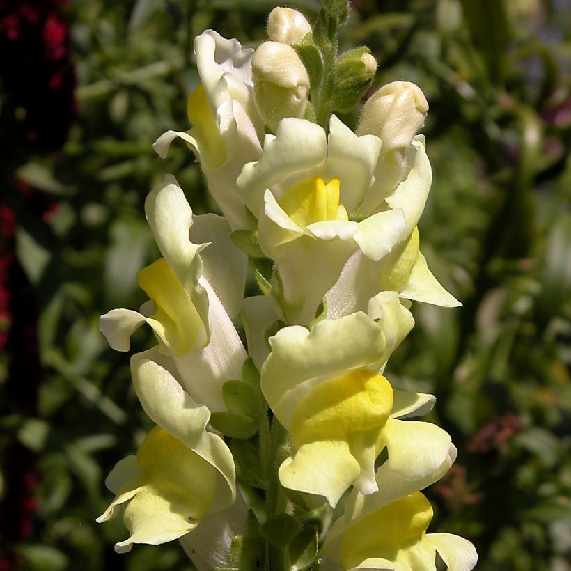 Antirrhinum braun-blanquetii - Boca de dragón palida (Floración)