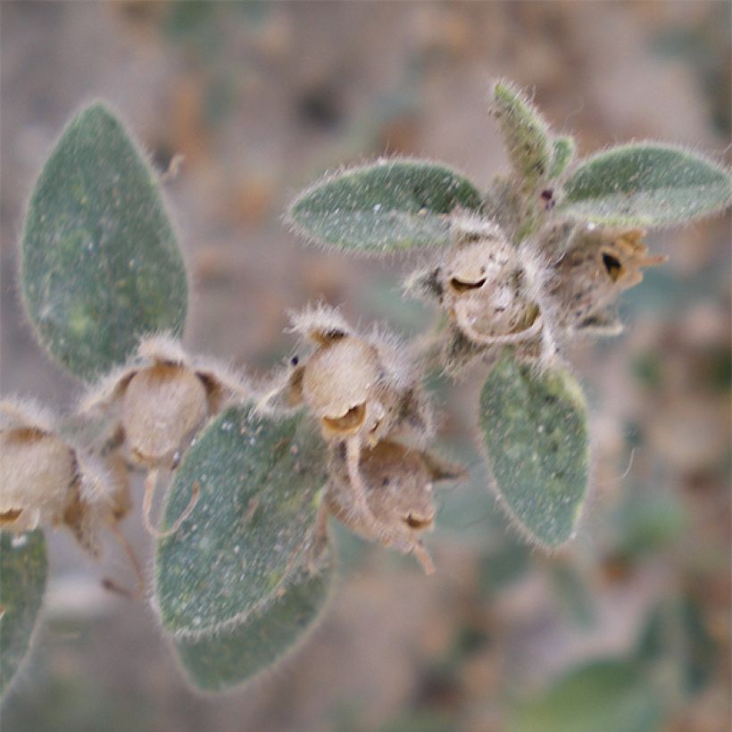 Antirrhinum hispanicum - Dragoncillo (Follaje)