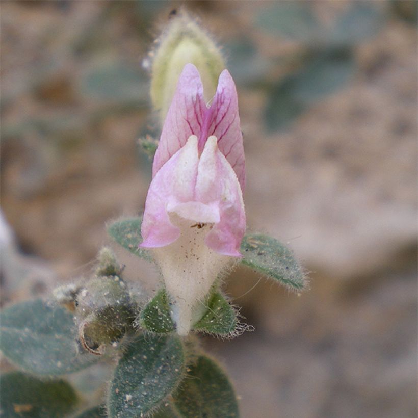 Antirrhinum hispanicum - Dragoncillo (Floración)