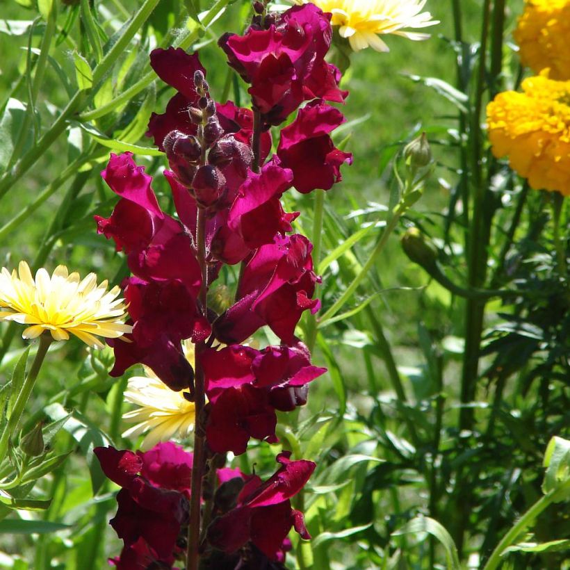 Antirrhinum Black Prince (Floración)