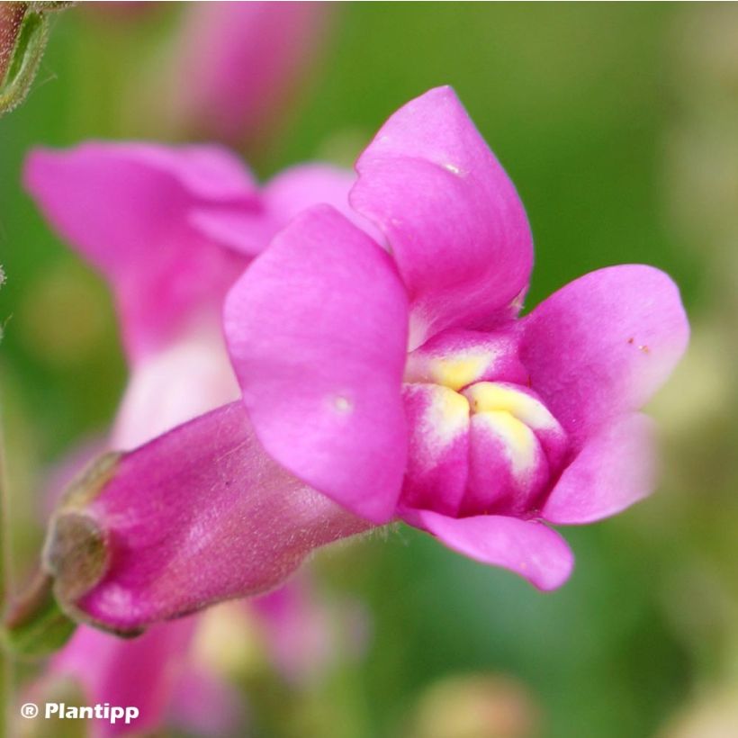 Antirrhinum Pretty in Pink (Floración)