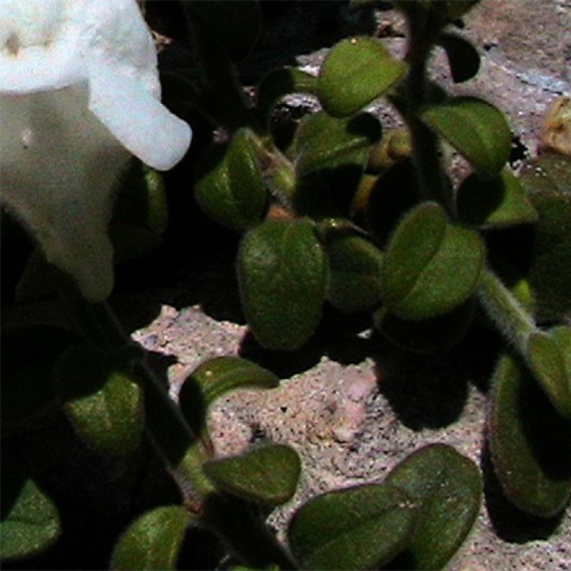 Antirrhinum molle (Follaje)