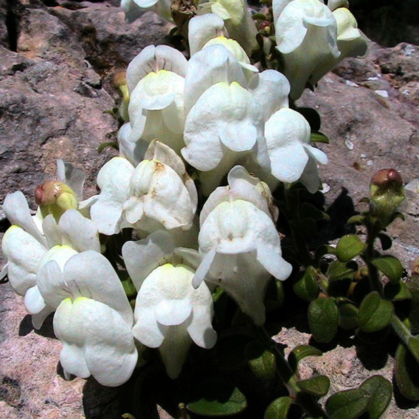 Antirrhinum molle (Floración)