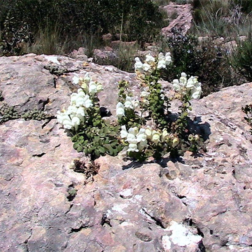 Antirrhinum molle (Porte)