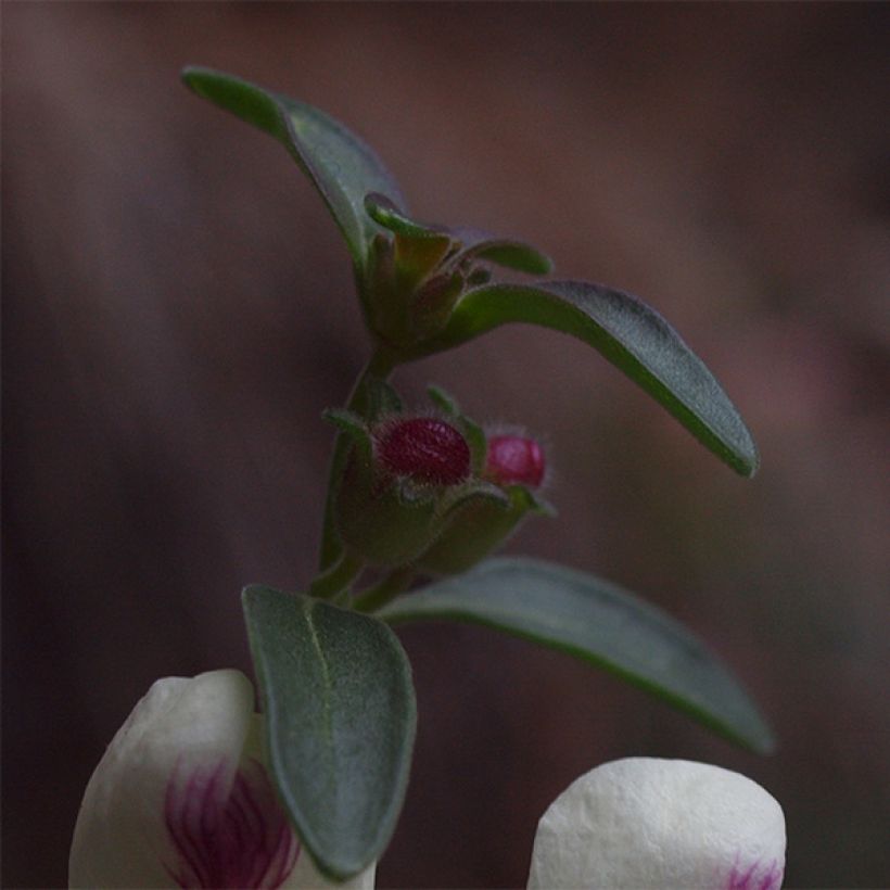 Antirrhinum sempervirens - Dragoncillo de roca (Follaje)