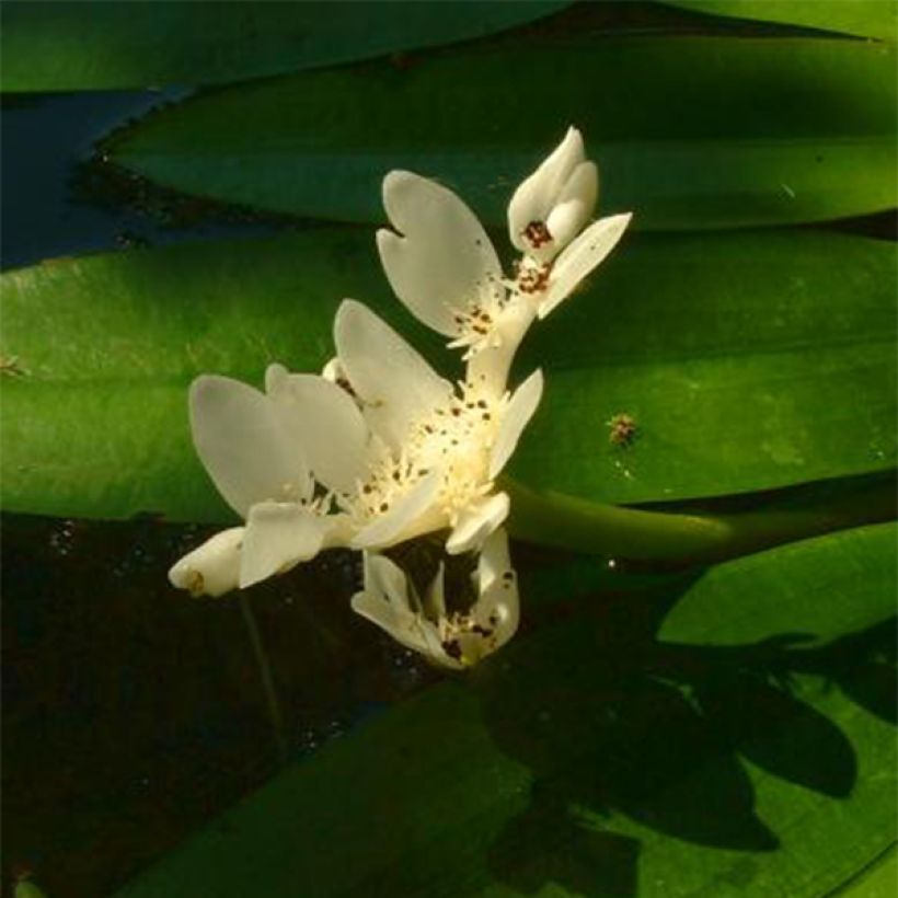 Aponogeton distachyos - Espárrago de El Cabo (Floración)