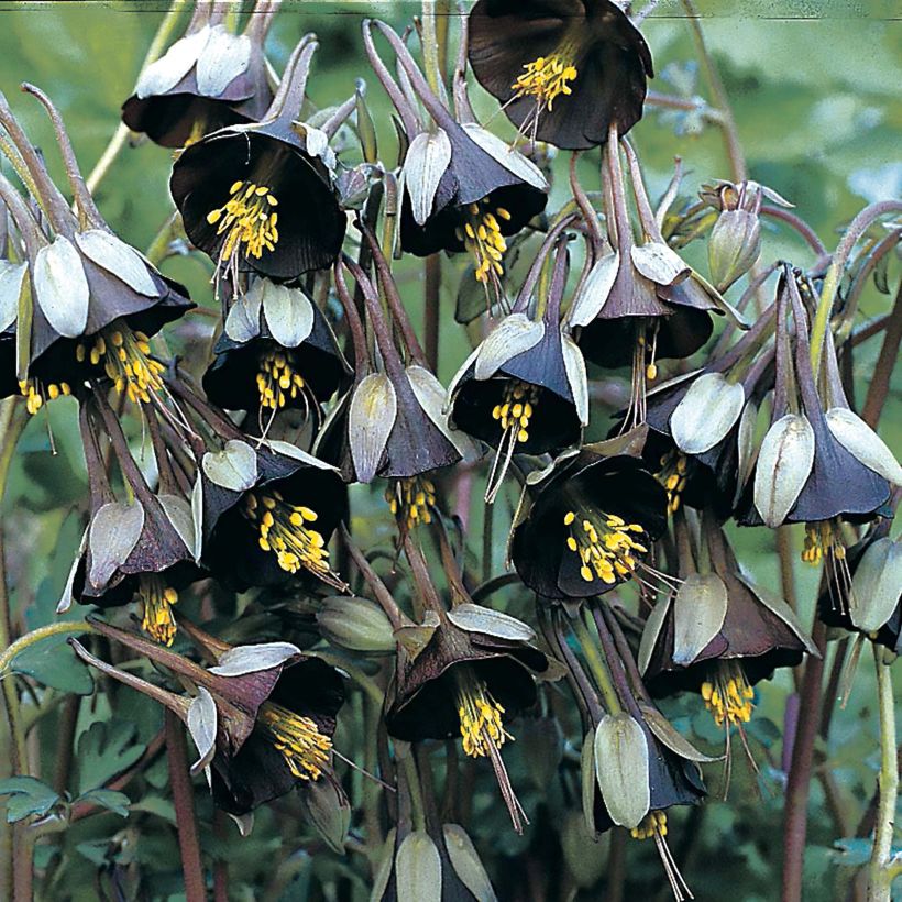 Aquilegia viridiflora Chocolate Soldier (Floración)