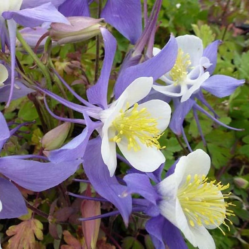 Aquilegia Mrs M. Nicholls (Floración)