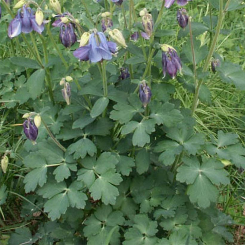 Aquilegia Songbird Series Bunting (Follaje)