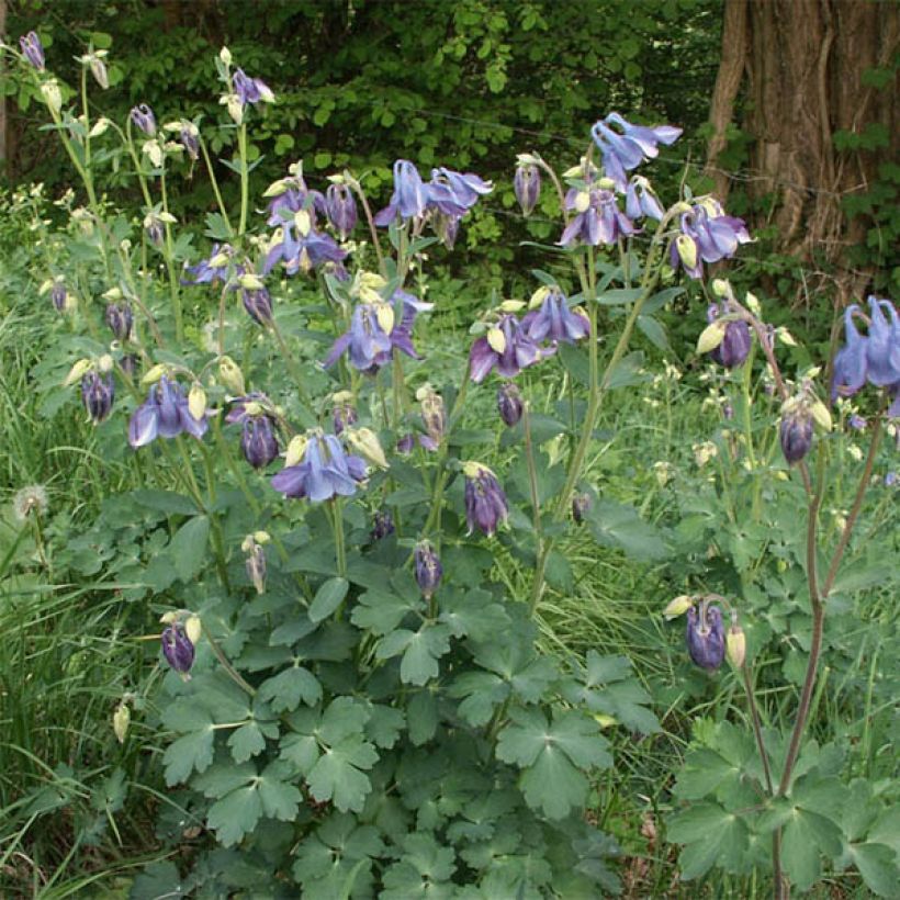 Aquilegia Songbird Series Bunting (Porte)