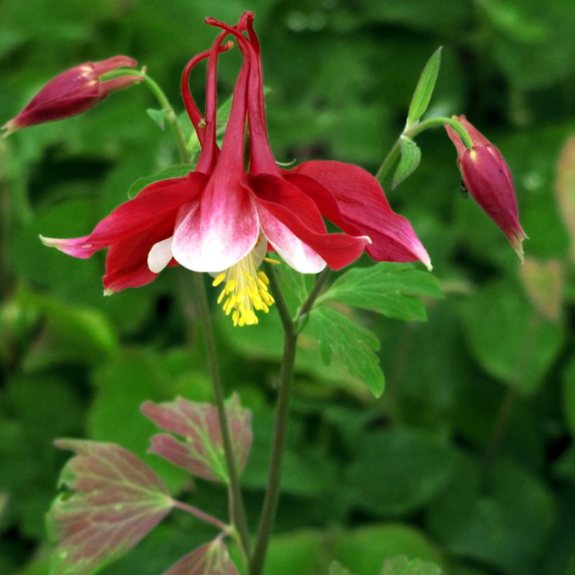 Aquilegia Songbird Series Cardinal (Porte)