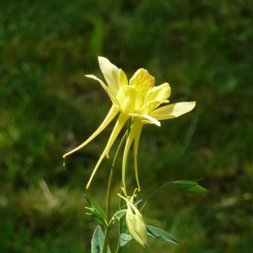 Aquilegia Songbird Series Goldfinch (Floración)