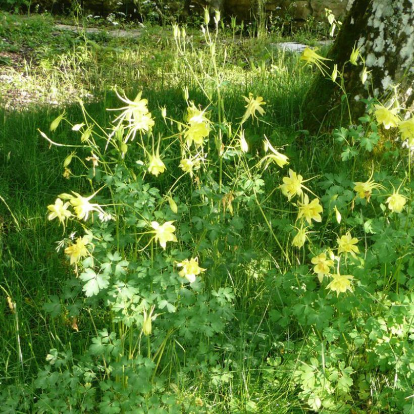 Aquilegia Songbird Series Goldfinch (Porte)