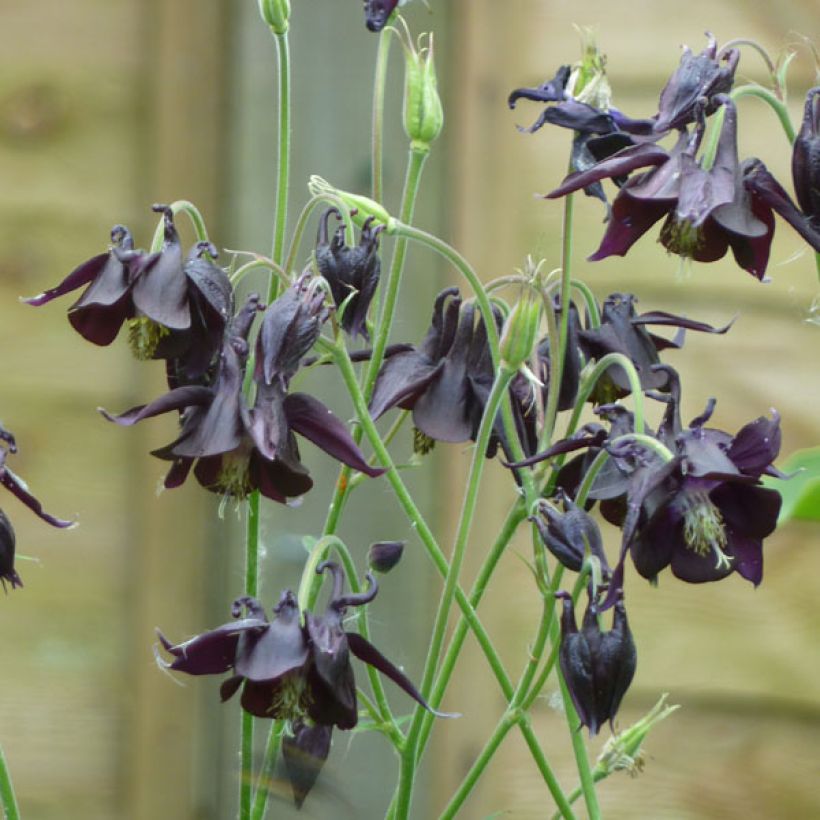 Aquilegia atrata (Porte)