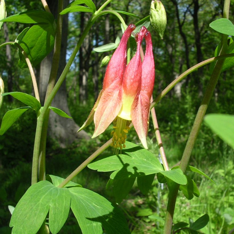 Aquilegia canadensis - Aguileña rojo (Follaje)