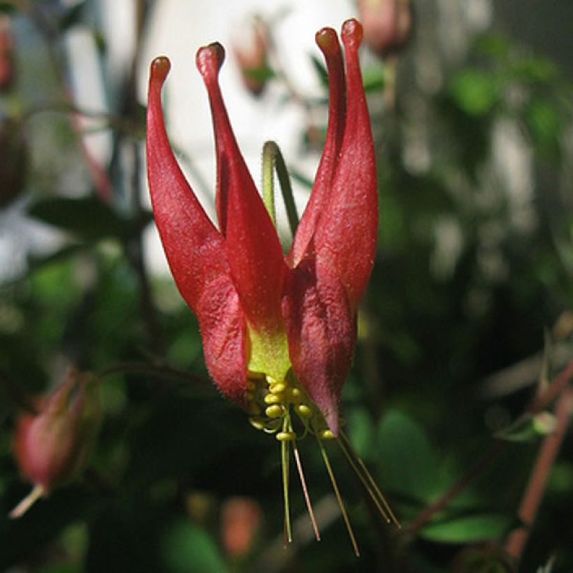 Aquilegia canadensis Little Lanterns - Aguileña (Floración)