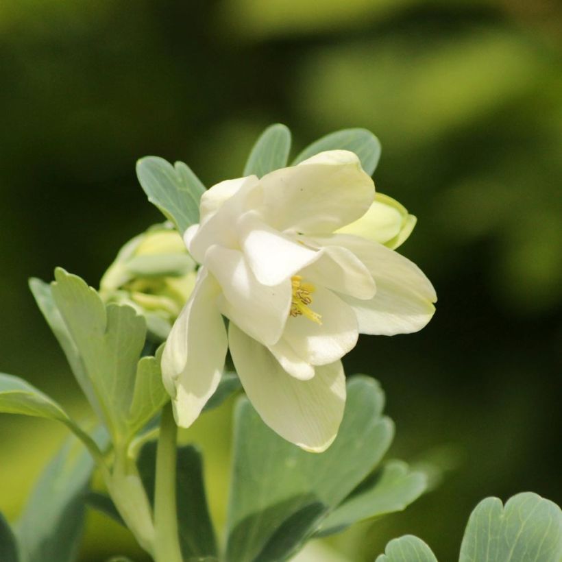 Aquilegia flabellata Cameo White (Floración)