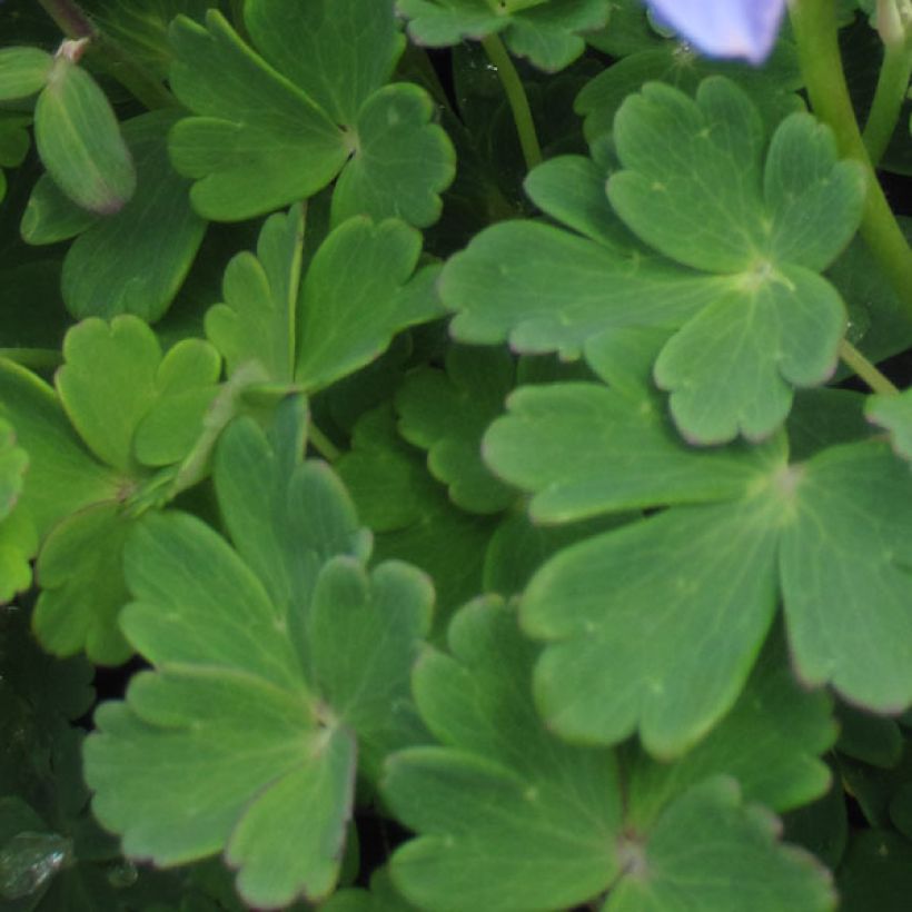 Aquilegia flabellata Ministar (Follaje)