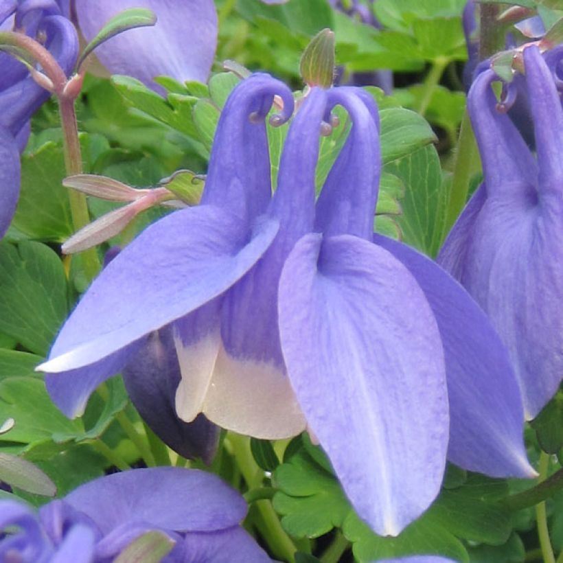 Aquilegia flabellata Ministar (Floración)