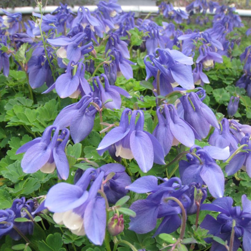 Aquilegia flabellata Ministar (Porte)