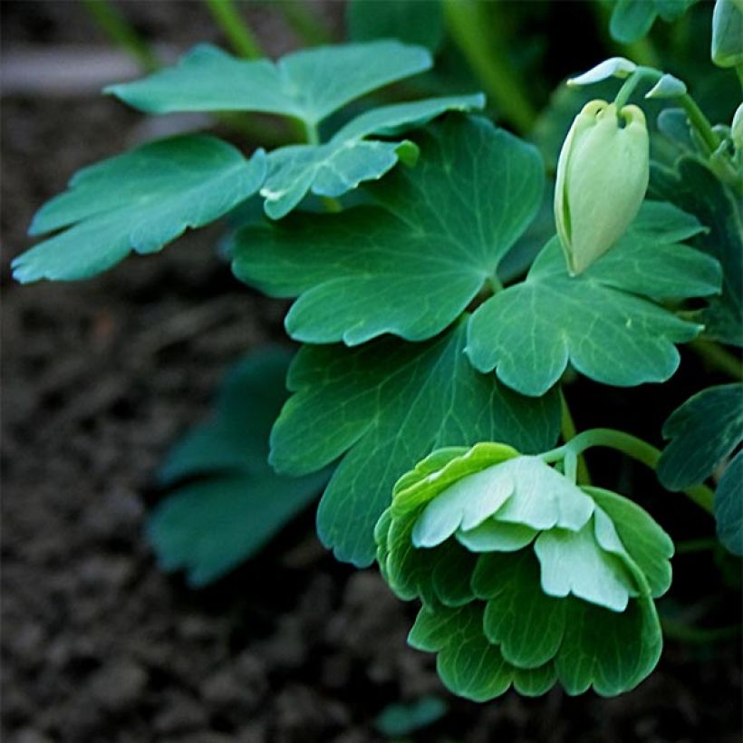 Aquilegia flabellata var. pumila Alba (Follaje)