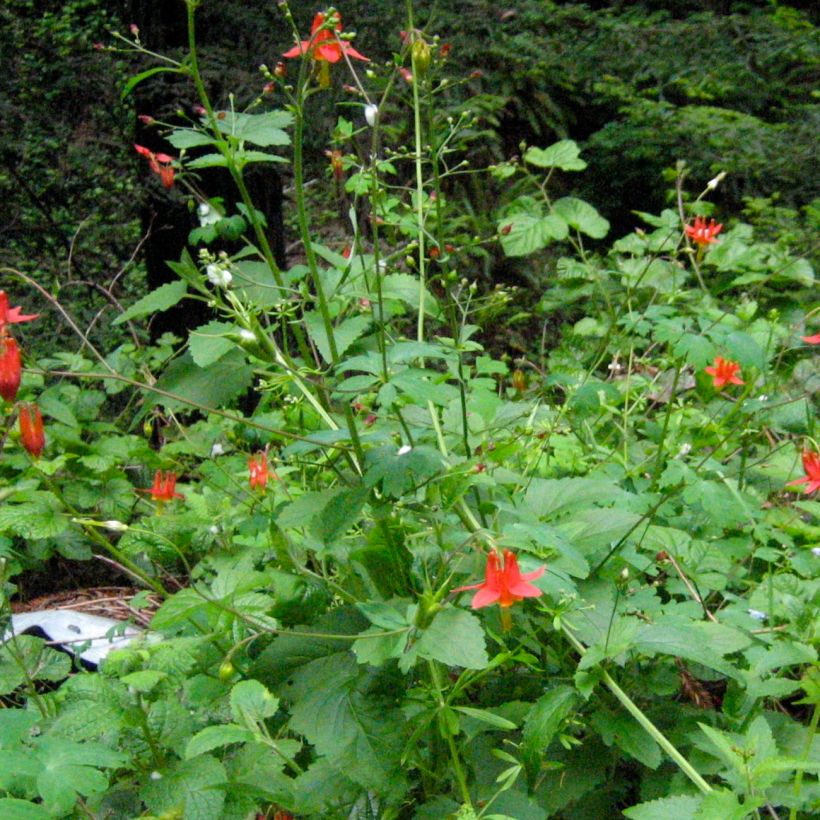 Aquilegia formosa - Aguileña roja (Porte)