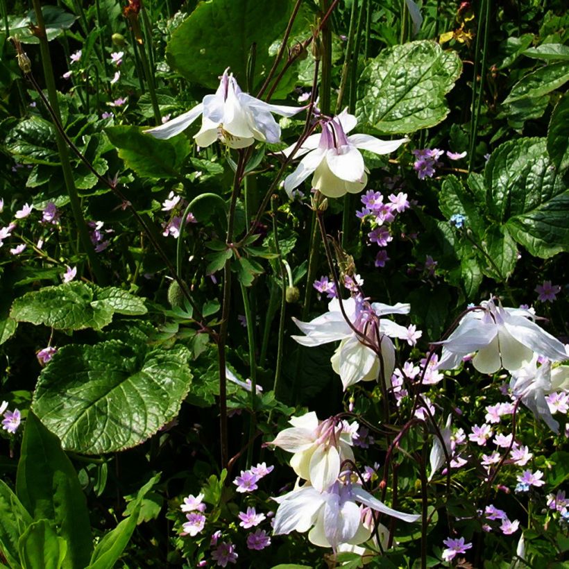 Aquilegia fragrans (Porte)