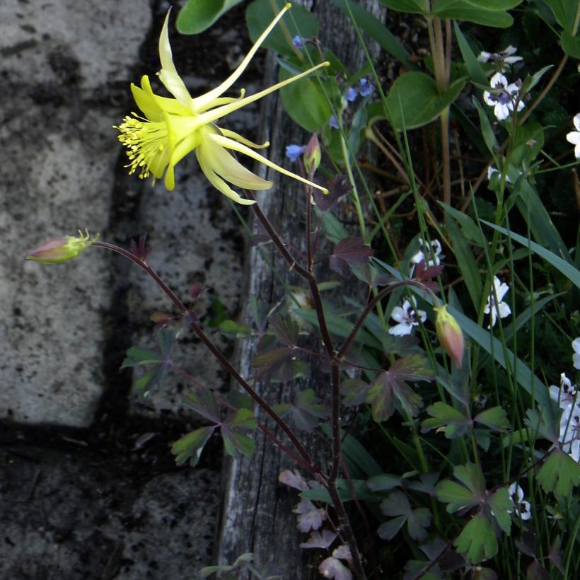 Aquilegia longissima (Porte)