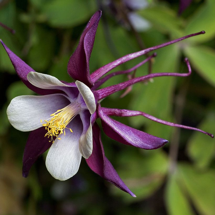 Aquilegia rockii (Floración)