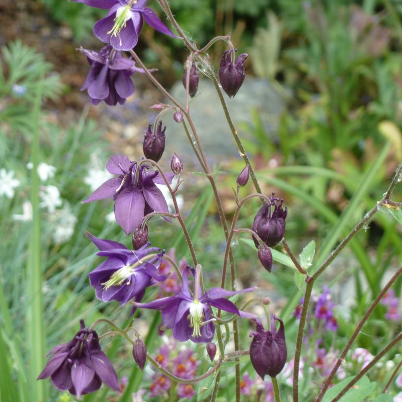 Aquilegia rockii (Porte)