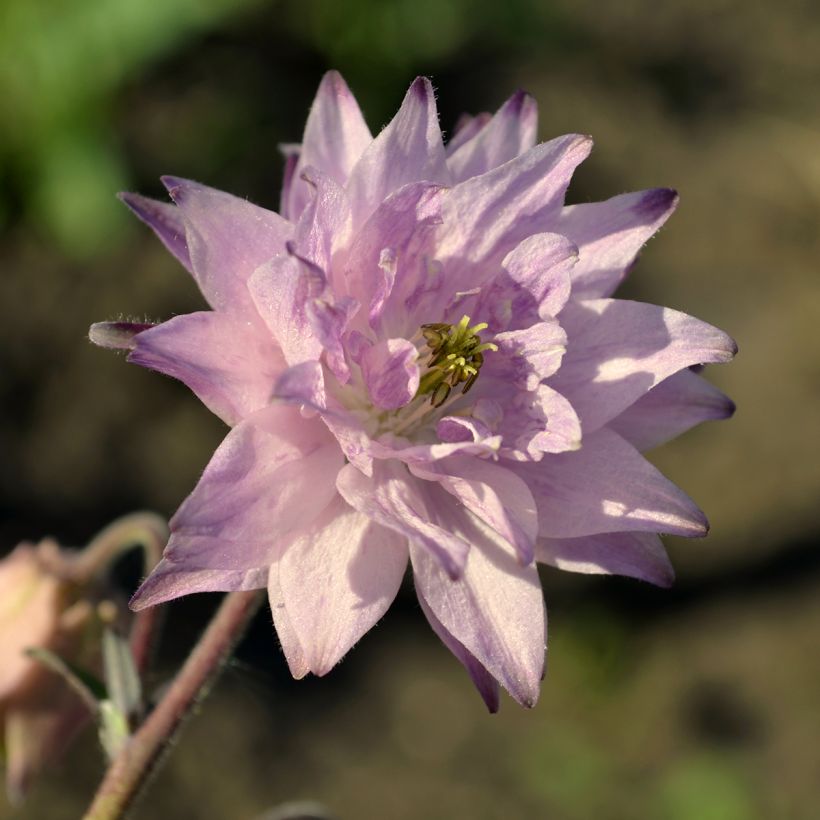 Aquilegia vulgaris var. stellata Rose Barlow (Floración)